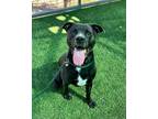 Adopt Emrys a Pit Bull Terrier, Mixed Breed