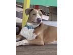 Adopt Brody a American Staffordshire Terrier, Mixed Breed