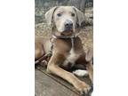 Adopt Leroy a American Staffordshire Terrier, Mixed Breed