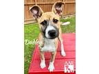 Adopt Dudley a Black Mouth Cur, Mixed Breed