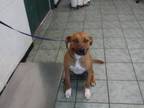 Adopt Rufus a Pit Bull Terrier, Mixed Breed