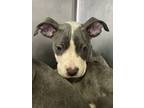 Adopt Fiddle a Pit Bull Terrier, Mixed Breed