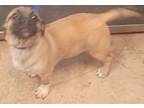 Adopt 55804711 a Pug, Terrier