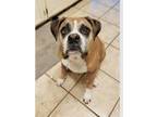 Adopt Rocky IX - Silverheart a Boxer