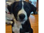 Adopt Albert a Border Collie