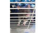 Adopt Gusono a Rat