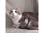 Adopt Alacrity a Domestic Medium Hair