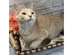 Adopt Troy a Domestic Short Hair