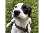 Adopt Zeus a American Staffordshire Terrier
