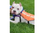Adopt Zero a Pit Bull Terrier, Mixed Breed