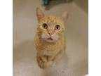 Adopt Goldfish a Domestic Short Hair