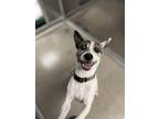 Adopt Gizmo a Rat Terrier, Mixed Breed
