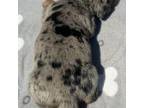 Dachshund Puppy for sale in Gladwin, MI, USA