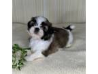 Shih Tzu Puppy for sale in Boonville, IN, USA