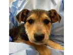 Adopt Miami a Wirehaired Terrier