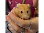Adopt Peanut Butter a Hamster