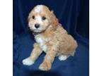 Goldendoodle Puppy for sale in Jasper, IN, USA
