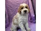 Goldendoodle Puppy for sale in Jasper, IN, USA