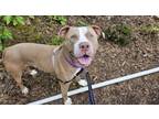 Adopt Popcorn a Pit Bull Terrier, Mixed Breed