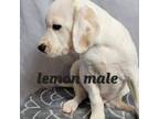 Grey collar/Lemon Male