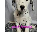 reduced*Pink collar female
