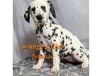 Dalmatian Puppy for sale in Owosso, MI, USA