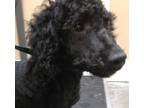 Adopt Edward a Standard Poodle, Mixed Breed