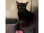 Adopt Omelette a Domestic Short Hair