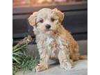 Maltipoo Puppy for sale in Boyden, IA, USA
