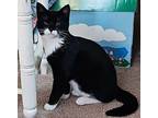 White Paws - Needs Barn Home Domestic Shorthair Young Female