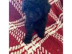 Poodle (Toy) Puppy for sale in Lanett, AL, USA