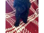 Ckc Girl puppy poodle