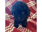 Poodle (Toy) Puppy for sale in Lanett, AL, USA