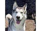 Adopt Ronnie a Siberian Husky, Mixed Breed
