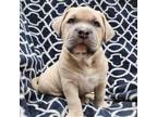 Adopt Meatloaf - M Litter - AVAILABLE a Pit Bull Terrier