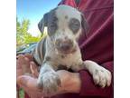 Catahoula Leopard Dog Puppy for sale in Navarre, OH, USA