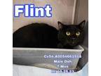 Adopt Flint a Domestic Short Hair