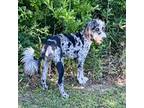 Mutt Puppy for sale in Picayune, MS, USA