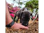 Great Dane Puppy for sale in Nichols, SC, USA