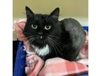 Adopt Scamper a Domestic Long Hair