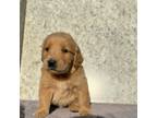 Golden Retriever Puppy for sale in Hanford, CA, USA