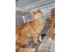 Adopt Sir Cheese Puff [Bonded to Gorou] a Domestic Short Hair