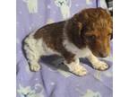 Dachshund Puppy for sale in Angola, NY, USA