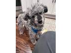 Adopt Onyx a Poodle, Mixed Breed