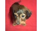 Dachshund Puppy for sale in Angola, NY, USA