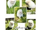 Pomeranian Puppy for sale in Antelope, CA, USA