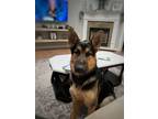 Adopt Roscoe a German Shepherd Dog