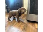 Labrador Retriever Puppy for sale in Seffner, FL, USA