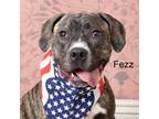 Adopt Fezz a Pit Bull Terrier