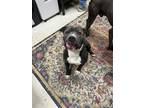 Adopt River a Pit Bull Terrier